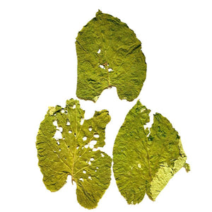 Hoja_Santa_Leaves_-_Pepper_Leaf - NY Spice Shop