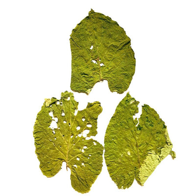 Hoja_Santa_Leaves_-_Pepper_Leaf - NY Spice Shop