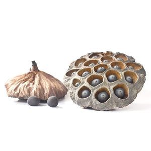 Lotus_Seeds_Kamal_Kakdi - NY Spice Shop